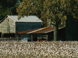 A Cotton Field Surrounds a Small Farm