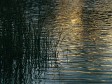 Sunlight Reflects on Rippled Water with Silhouetted Grasses