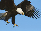 A Bald Eagle in Flight