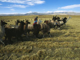 A Herder Walks Her Flock of Llamas Towards Lake Titicaca
