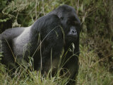 A Silverback Mountain Gorilla in Rwandas Virunga Mountains