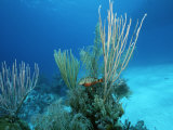Coral Reef Scene off the Coast of Grand Turk Island