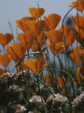 California Poppies