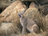 A Caracal Yawns