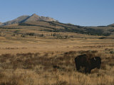 An American Bison Standing in a Prairie