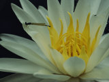 Damselfly on a Water Lily Flower