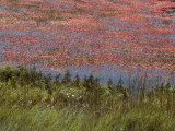 Floating Cranberries Turn a Bog Pinkish Red