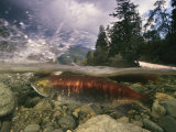 Spawning Sockeye Salmon in a Shallow Channel