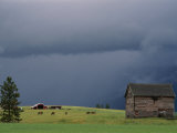 Ominous Clouds Gather over Horses Grazing on a Flathead Valley Ranch