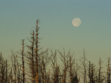 The Moon Rises Above Trees Along the Tennessee/North Carolina Border
