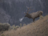 Elk or Wapiti Bull on a Hillside in Yellowstone National Park