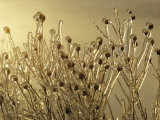 Plants Encased in Ice