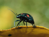 An Australian Ladybug Crawls Along the Edge of a Leaf