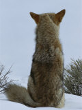 A Coyote Sitting in the Snow Looking out over a White Landscape