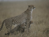 A Mother Cheetah Shelters Her Cubs from Rain