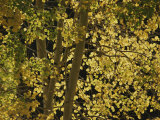 Sunlight on Aspen Leaves  Targhee National Forest  Palisades  Idaho