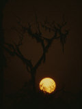 A Spooky Yellow Moon Rises Behind the Branches of a Dead Tree