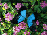 A Ulysses Butterfly  Native to Australia  Lands on Some Pink Flowers