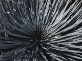 Close View of a Silversword Plant