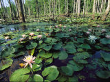 Fragrant Water Lilies Cover a Virginia Swamp