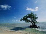 A Mangrove Tree Has Establishd Roots in the Shallow Waters of the Long Key State Recreation Area