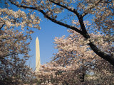 Japanese Cherry Blossoms Frame a View of the Washington Monument