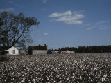 A Cotton Field Surrounds a Small Farm