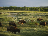 Bison (Bison Bison) Graze on Grasslands in the Park