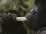 A Mountain Gorilla Feeds on a Bamboo Shoot