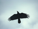 A Crow Seen in Flight from Below
