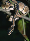 A Ball Python in a Tree