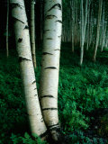 White Birch Trees Crowd the Base of Mount Washington