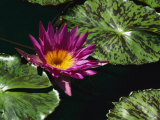A Water Lily Blossom and Pads on a Chicago Botanic Garden Pool