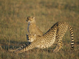Two African Cheetahs on the Plain