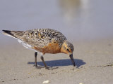 Red Knot Sandpiper Eating Horseshoe Crab Eggs