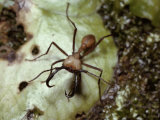 A Close View of an Army Ant Soldier with Formidible Pincers