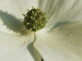 Close View of a Dogwood Blossom