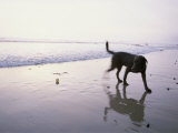 A Pet Dog Plays with a Ball on a Gentle Beach