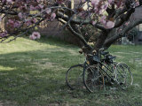 Spring Flowers Frame Two Bicycles Chained to a Tree