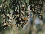 A Group of Monarch Butterflies Cluster Together to Over-Winter