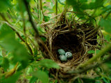 Bird Nest with Eggs