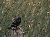 A Red-Winged Blackbird Sits on a Post Amid Tall Grasses