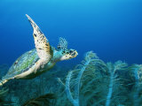 An Endangered Hawksbill Turtle  Eretmochelys Imbricata  Swims in a Blue Sea
