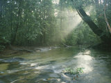 Sunlight Streams Through a Rainforest onto a Rushing Stream