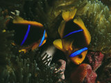 Orange-Fin Anemonefish Inspects Eggs Laid by Mate in Sea Anemone