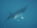 A Manta Ray  Manta Birostris  Seems to Fly Through Water with Wings
