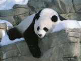 A Panda Rests in the Snow at the National Zoo in Washington  Dc