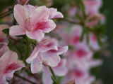 A Close View of Pink Azalea Blossoms