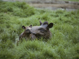 Mother and Juvenile Brazilian Tapirs in the Marsh Grass