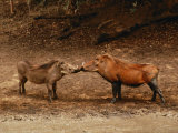 A Male and Female Warthog Rub Noses